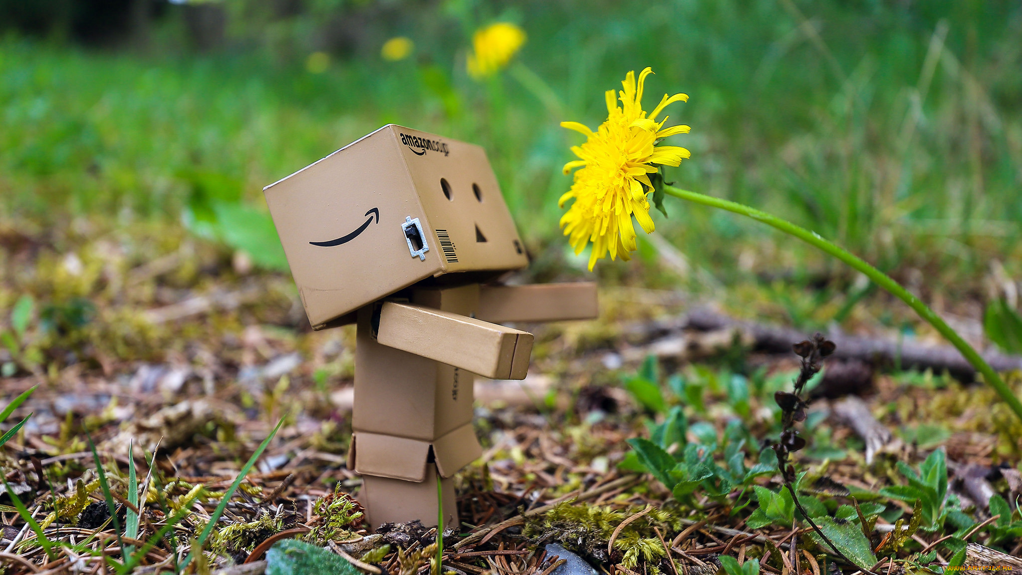 ,  , danboard, , 